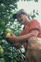 picking mangoes