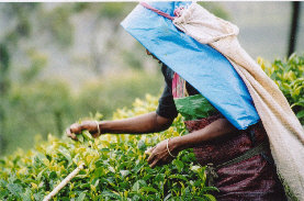 picking tea